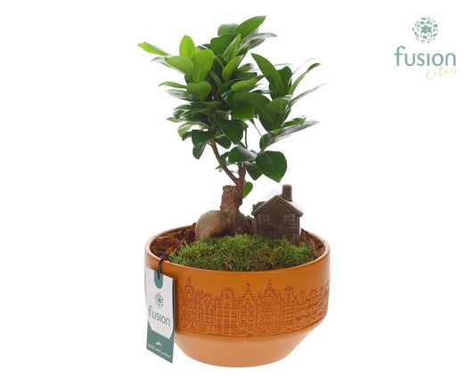 Ficus Ginseng in glass 35cm 18cm Pot