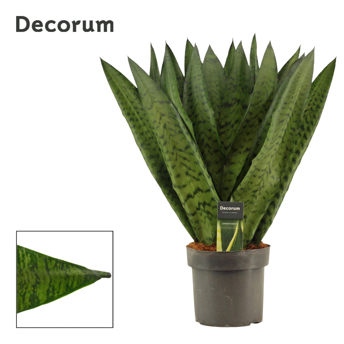 Sansevieria Zeylanica 65cm 17cm Pot