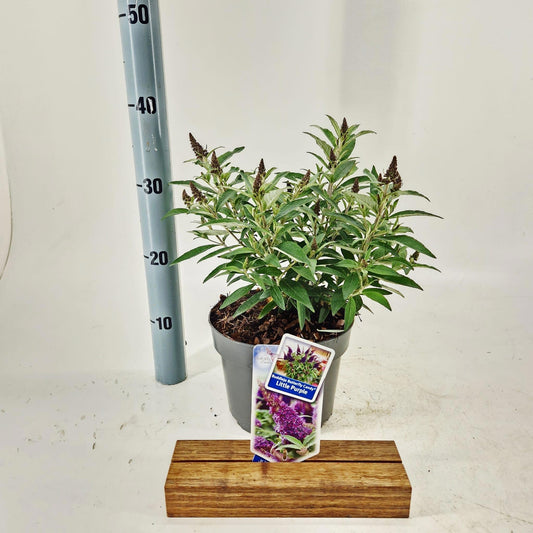 Buddleja Butterfly Candy Little Purple 35cm 19cm Pot