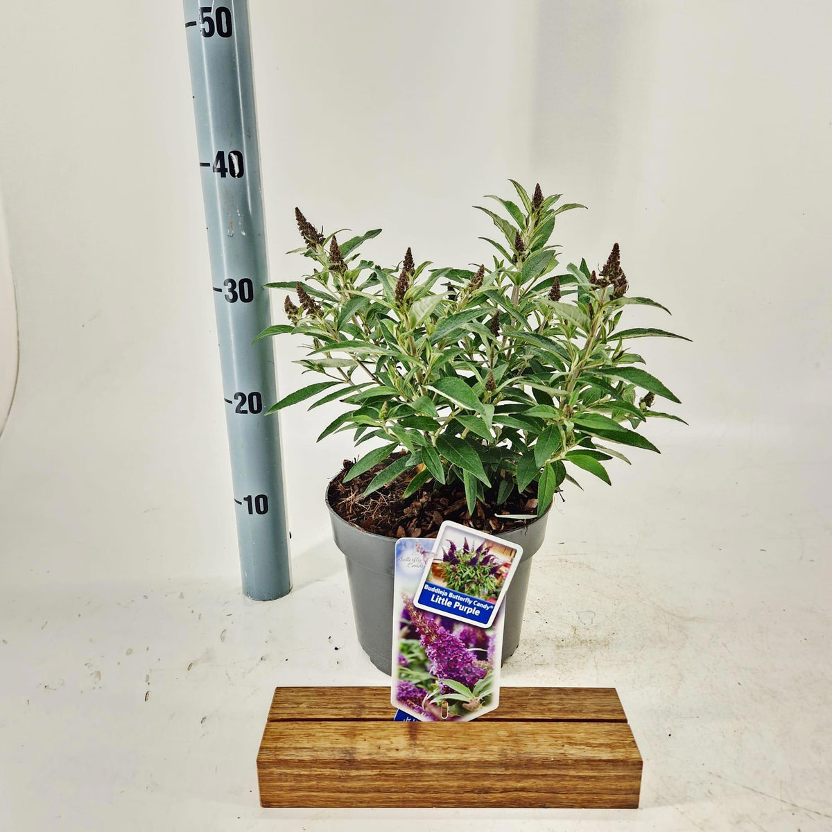 Buddleja Butterfly Candy Little Purple 35cm 19cm Pot