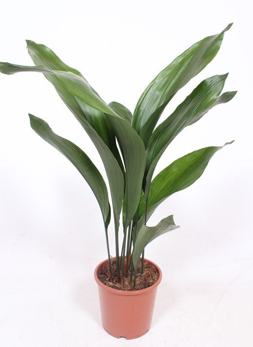 Fachjan BV Aspidistra elatior Pack of 6