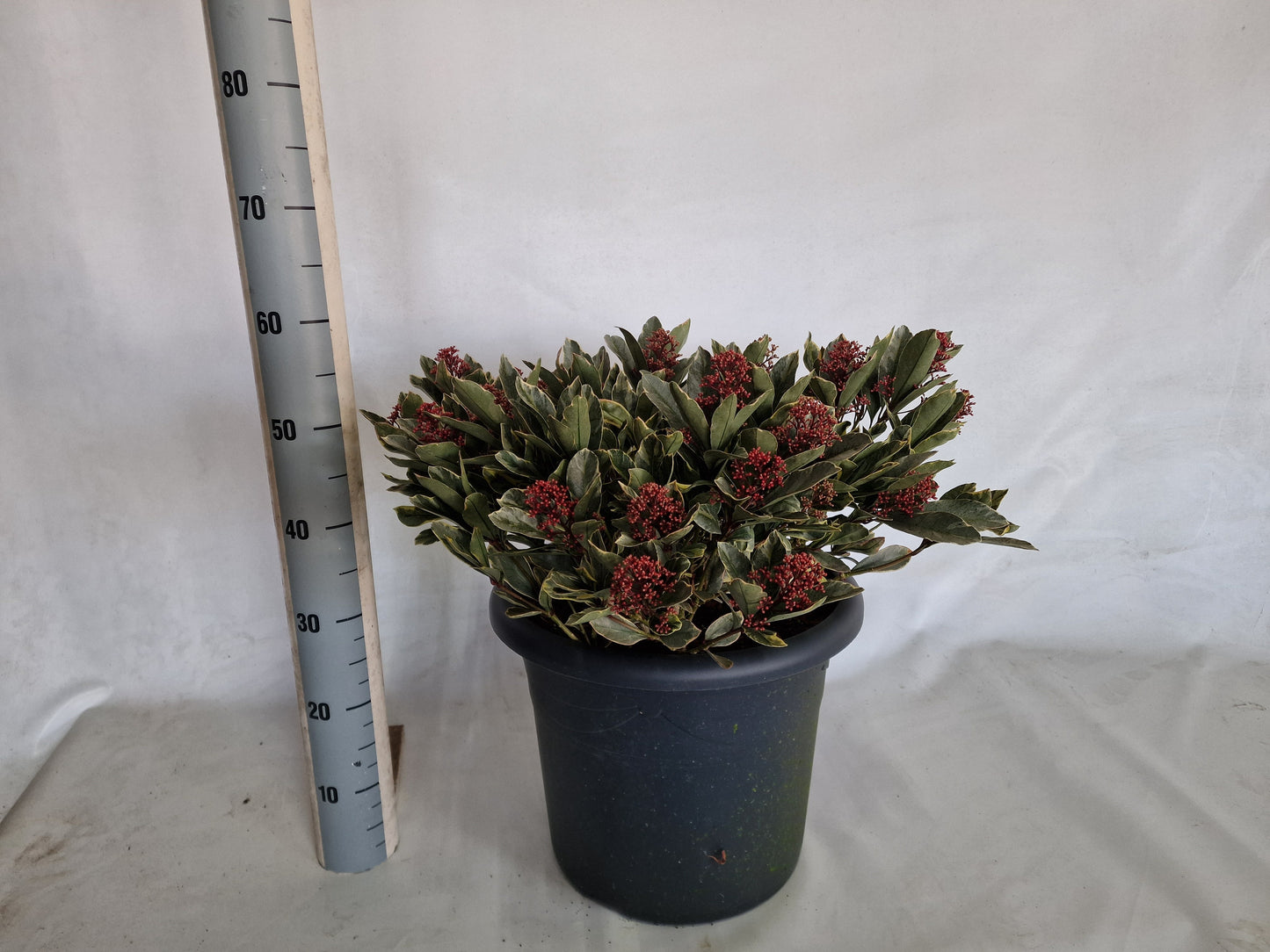 Eijk Skimmia's, Perry van Skimmia japonica Perosa Pack of 1
