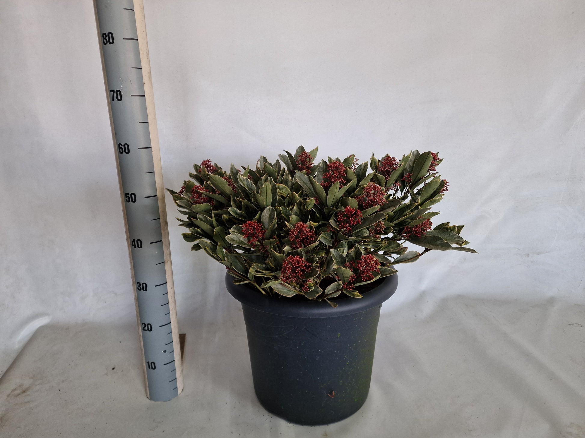 Eijk Skimmia's, Perry van Skimmia japonica Perosa Pack of 1