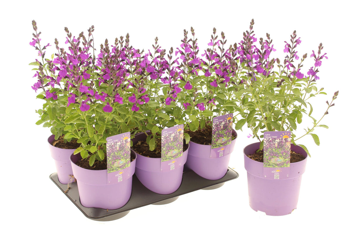 Salvia gre. Mirage Violet 15cm 15cm Pot