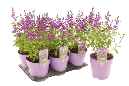 Salvia gre. Mirage Violet 15cm 15cm Pot