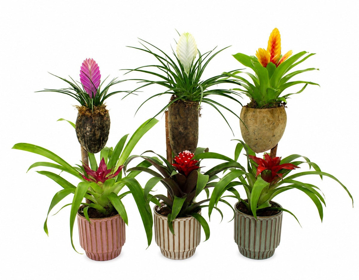 arr. Bromelia 65cm 12cm Pot
