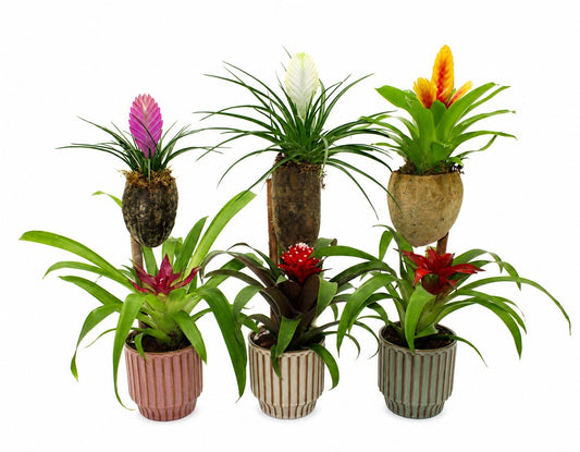 arr. Bromelia 65cm 12cm Pot