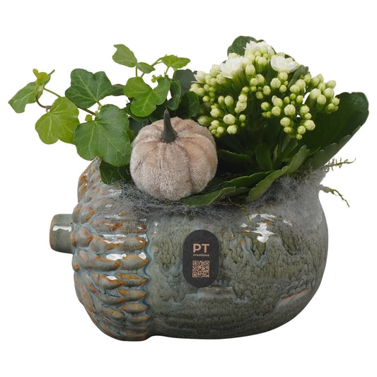 Indoor arrangement 16cm 15cm Pot