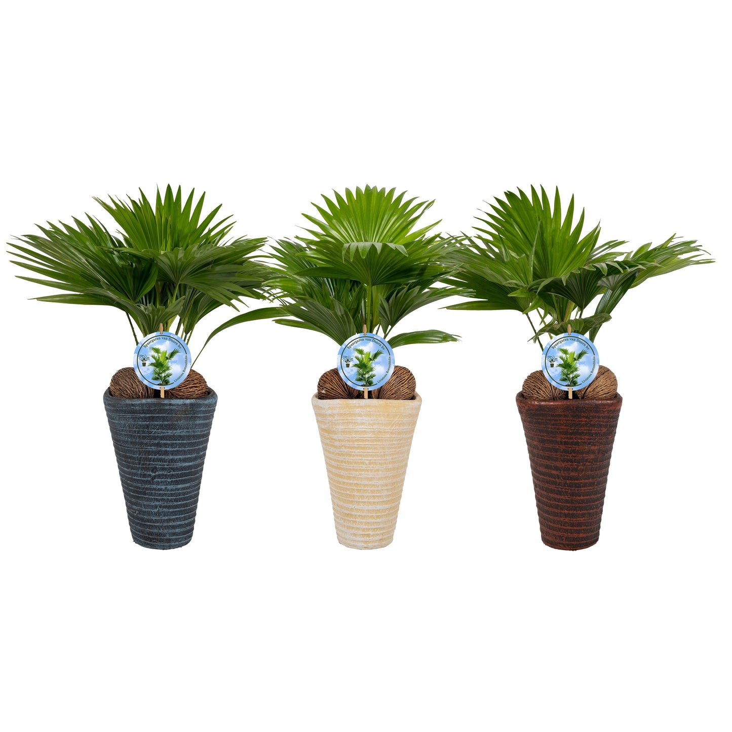 Livistona rotundifolia 45cm 16cm Pot