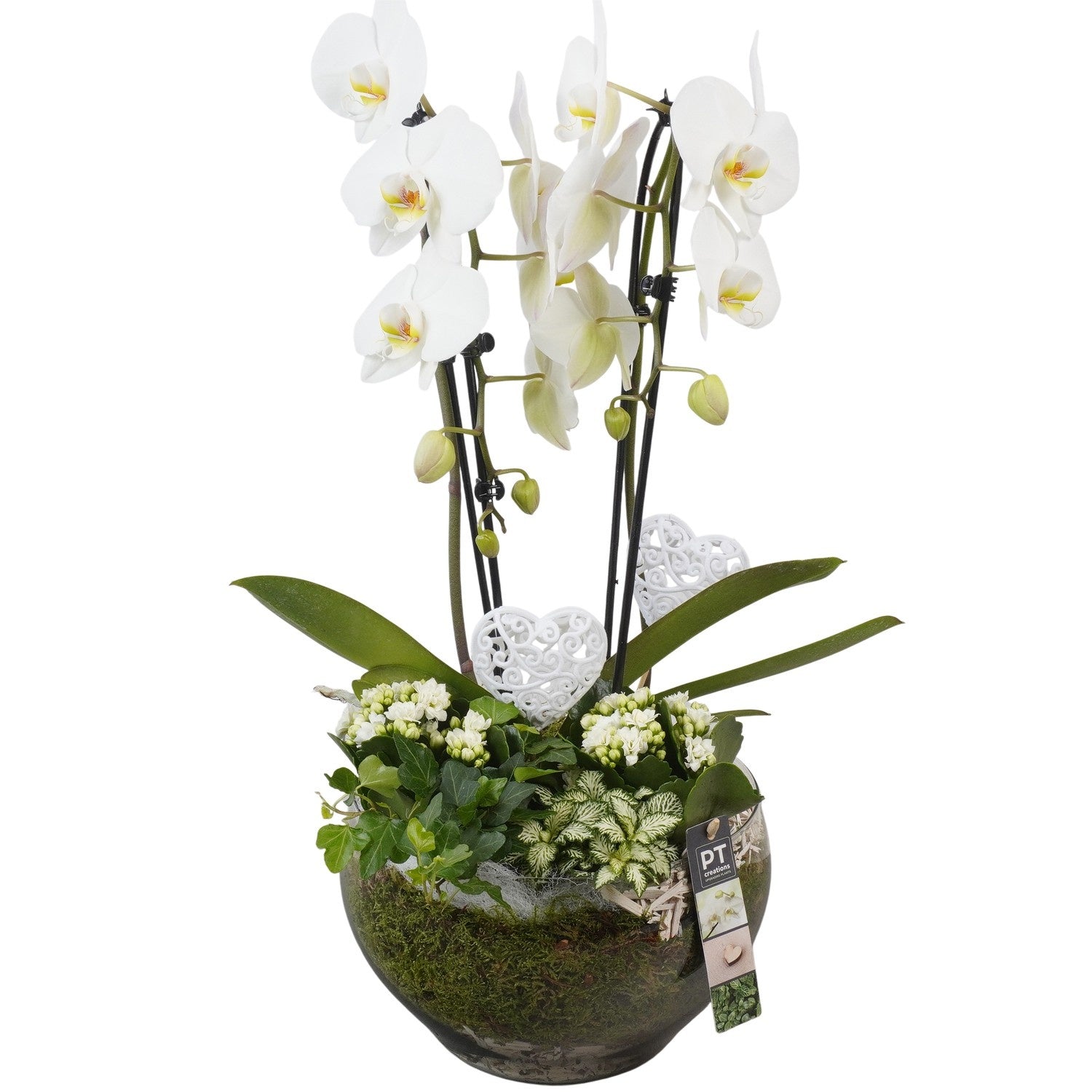 Indoor arrangement 60cm 25cm Pot