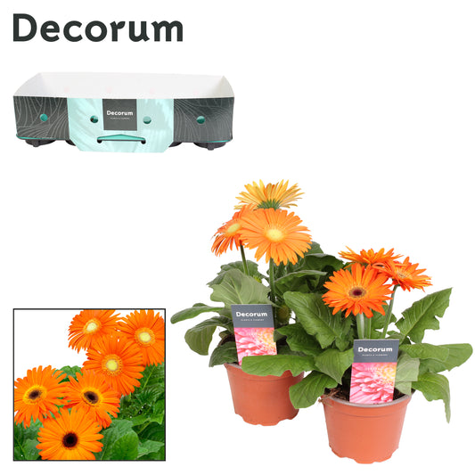 Gerbera Flori Line orange 22cm 12cm Pot