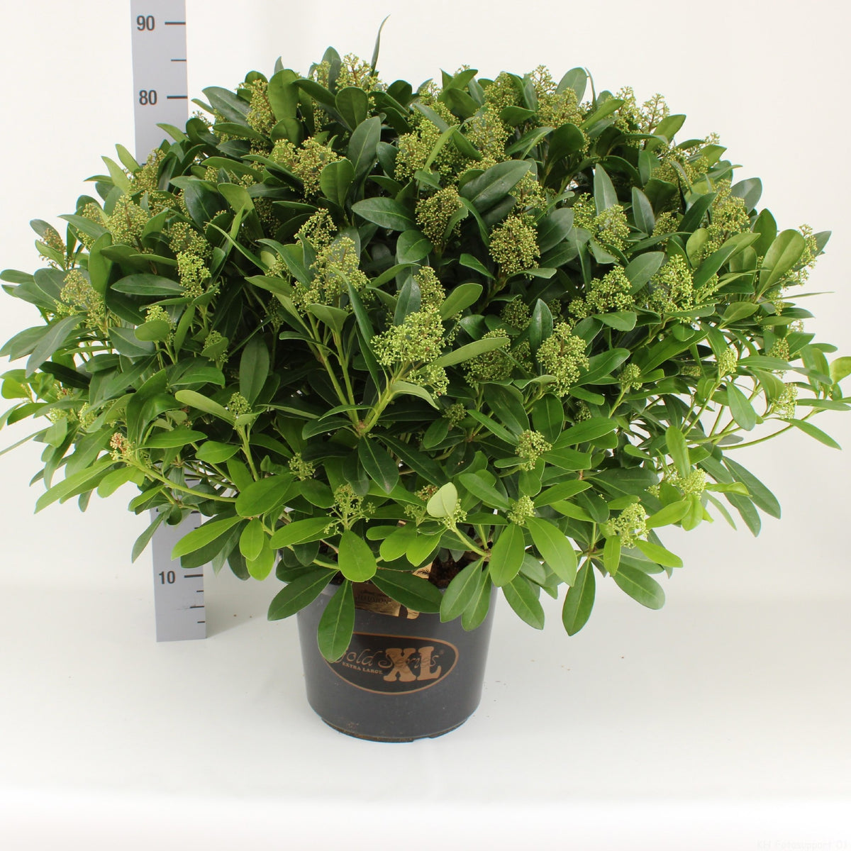 Skimmia japonica Attraction 70cm 31cm Pot