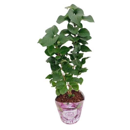 Syringa vulgaris 45cm 17cm Pot