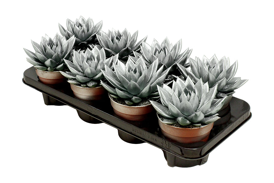 Echeveria Silver Pearl 15cm 12cm Pot