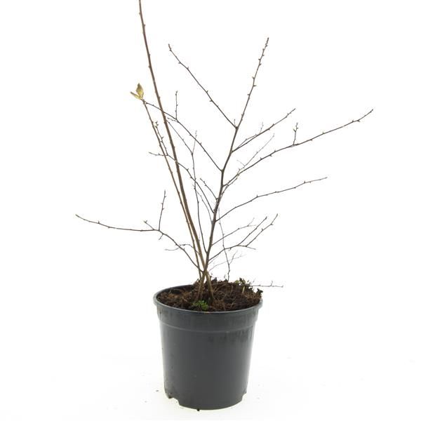 Spiraea vanhouttei 10cm 14cm Pot
