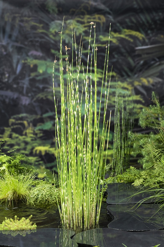 Schoenoplectus tab. Zebrinus 30cm 18cm Pot