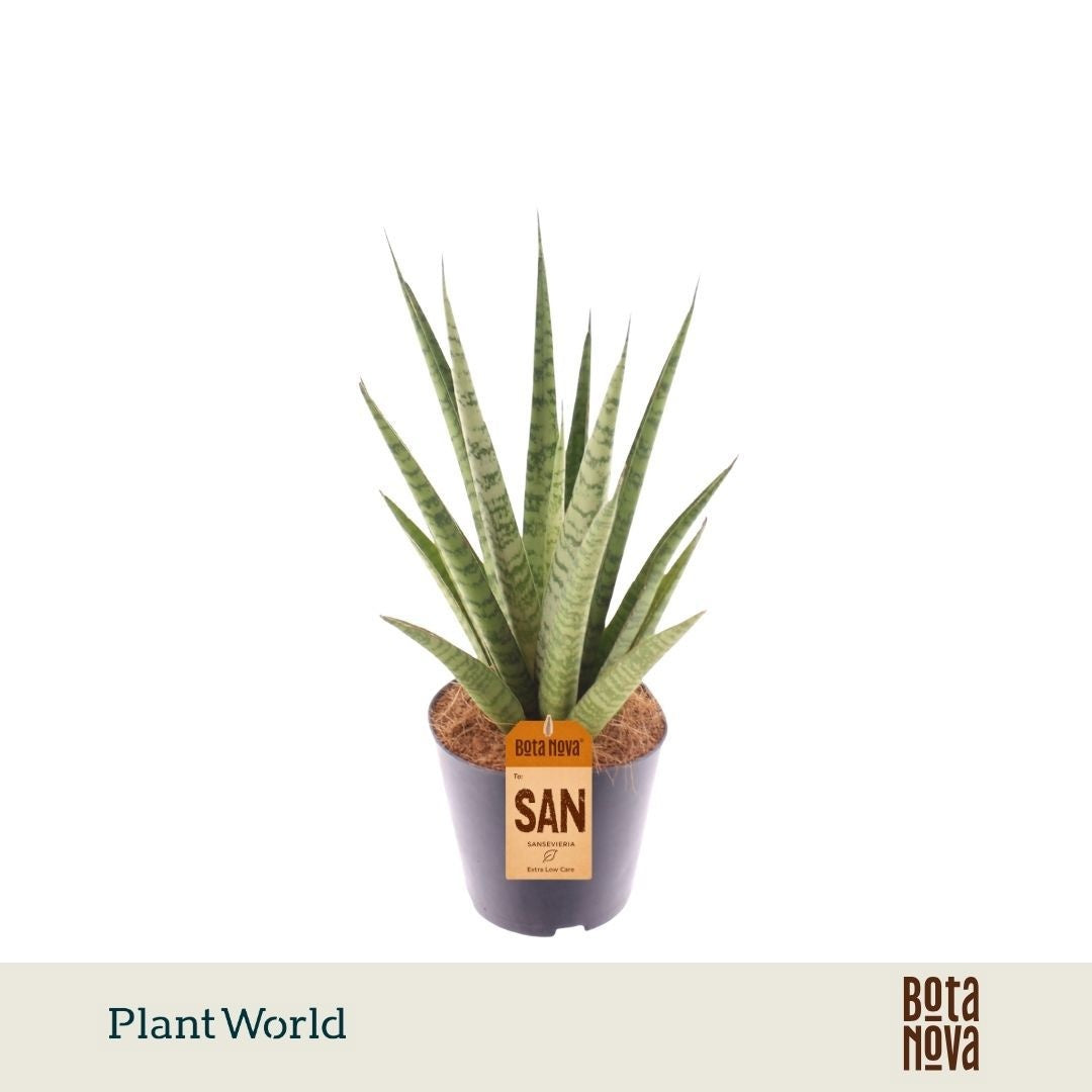 Sansevieria trifasciata 35cm 12cm Pot