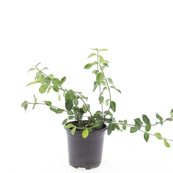 Euonymus Dart's Blanket 10cm 14cm Pot