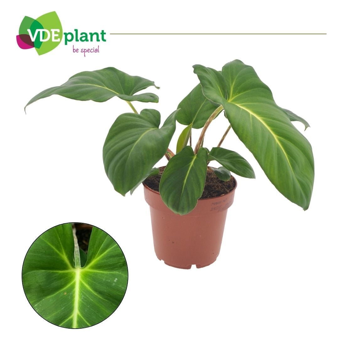 VDE plant BV Adelonema crinipes Pack of 8