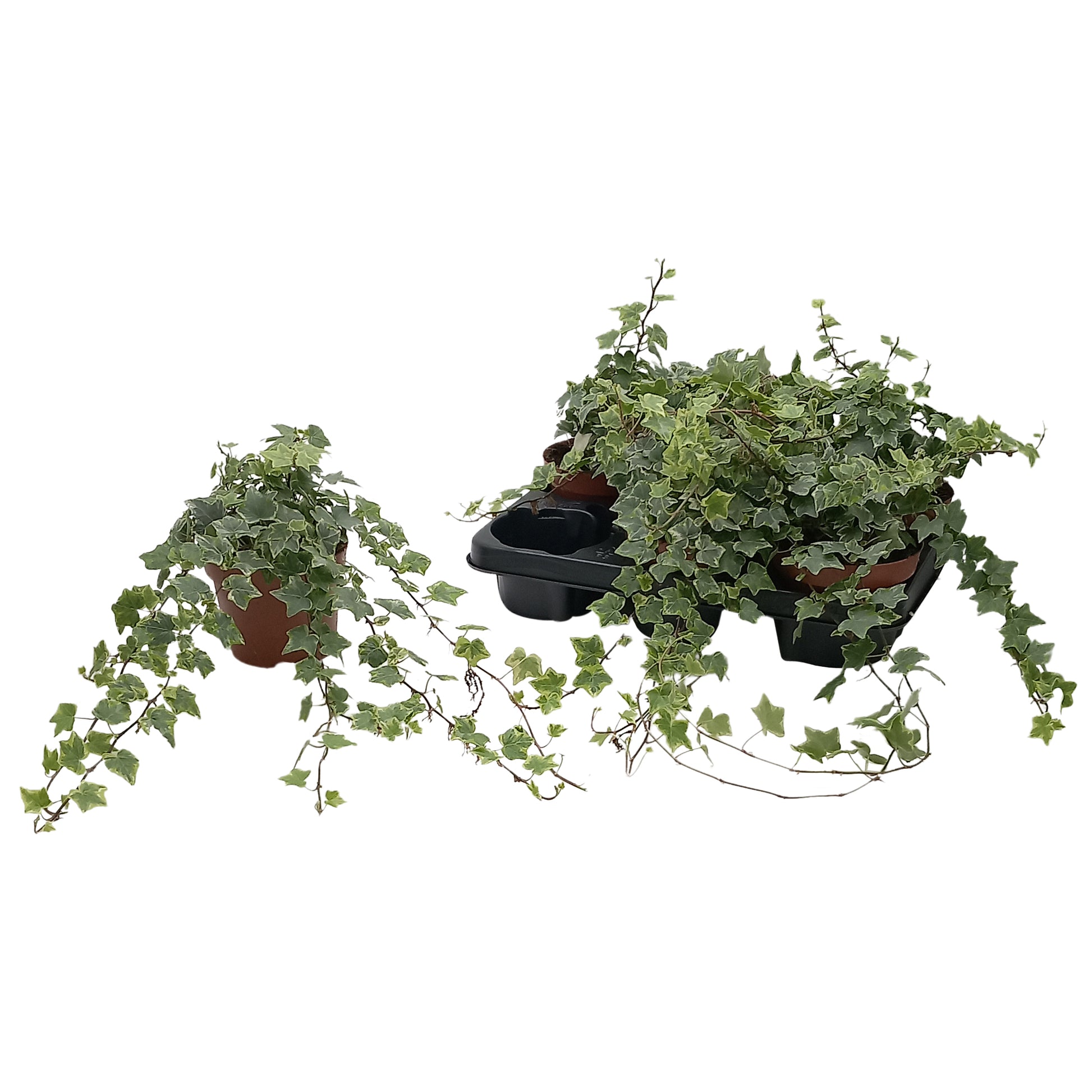 Quakelplant BV Hedera helix Mint Kolibri Pack of 8