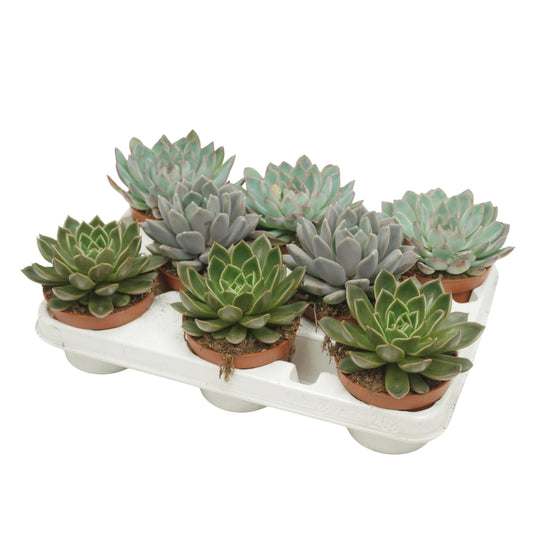 Echeveria mix 20cm 10.5cm Pot