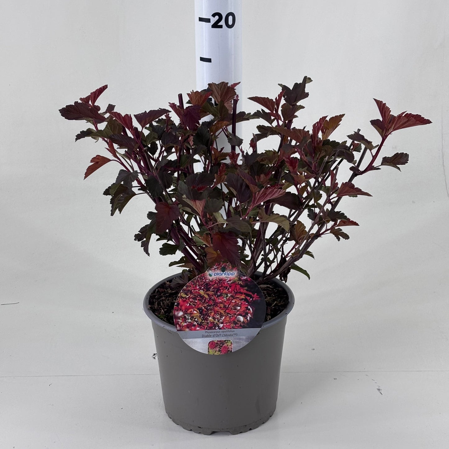 Physocarpus opulifolius 45cm 19cm Pot