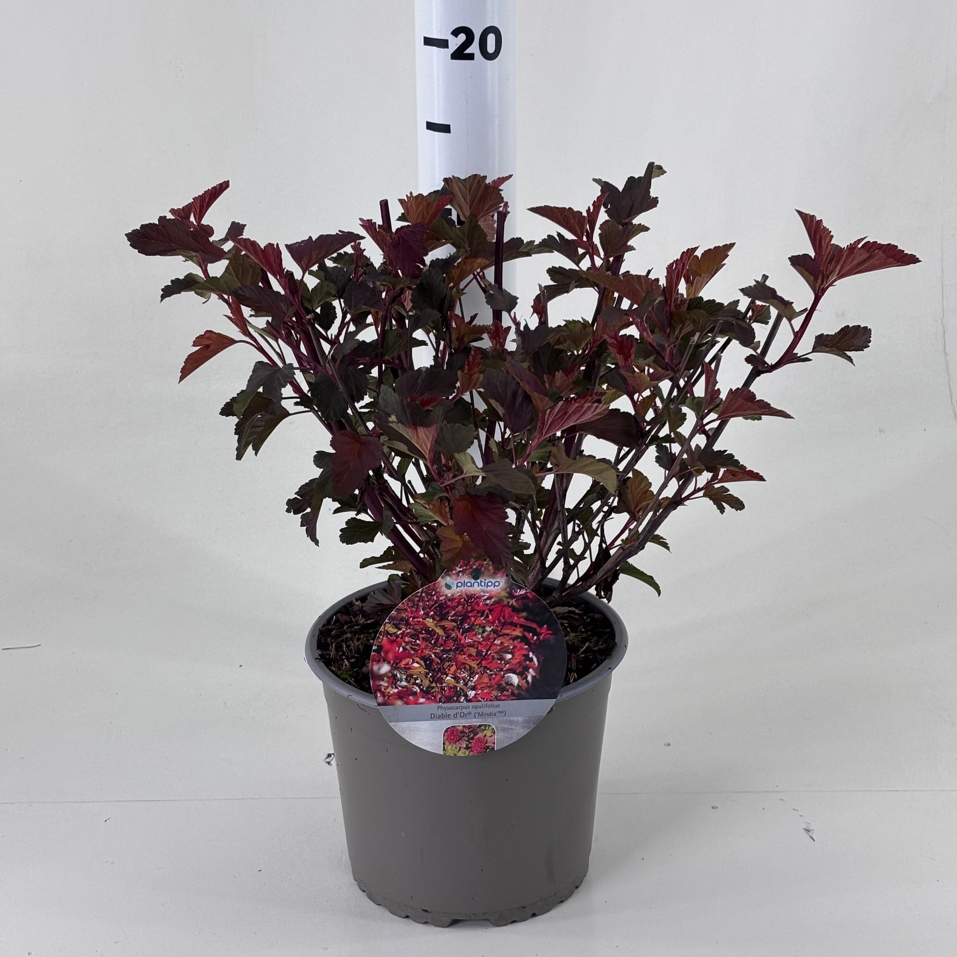 Physocarpus opulifolius 45cm 19cm Pot