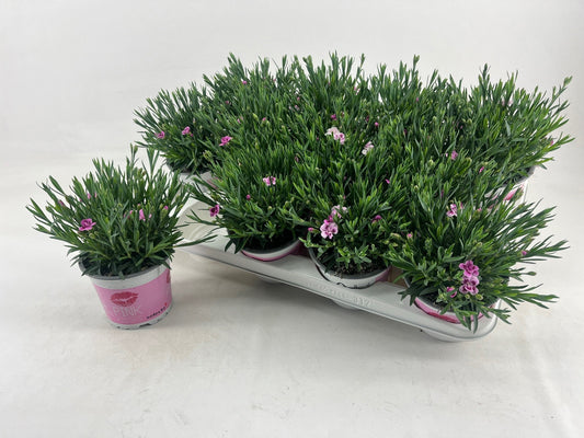 Dianthus Pink Kisses 25cm 12cm Pot