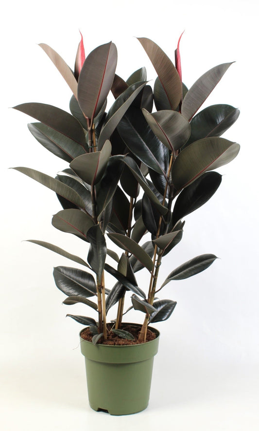 Ficus Abidjan 80cm 27cm Pot