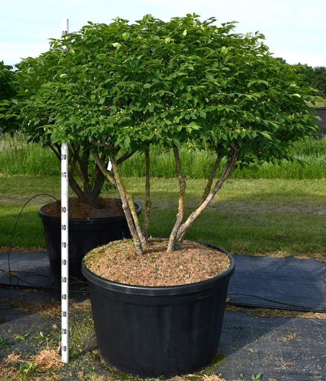Euonymus ala. Compactus 210cm 96cm Pot