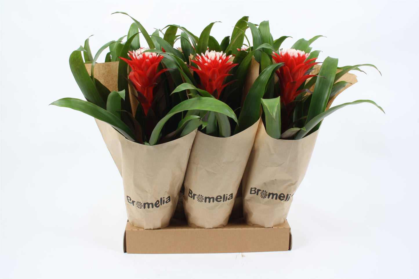 Guzmania Hope 40cm 12cm Pot