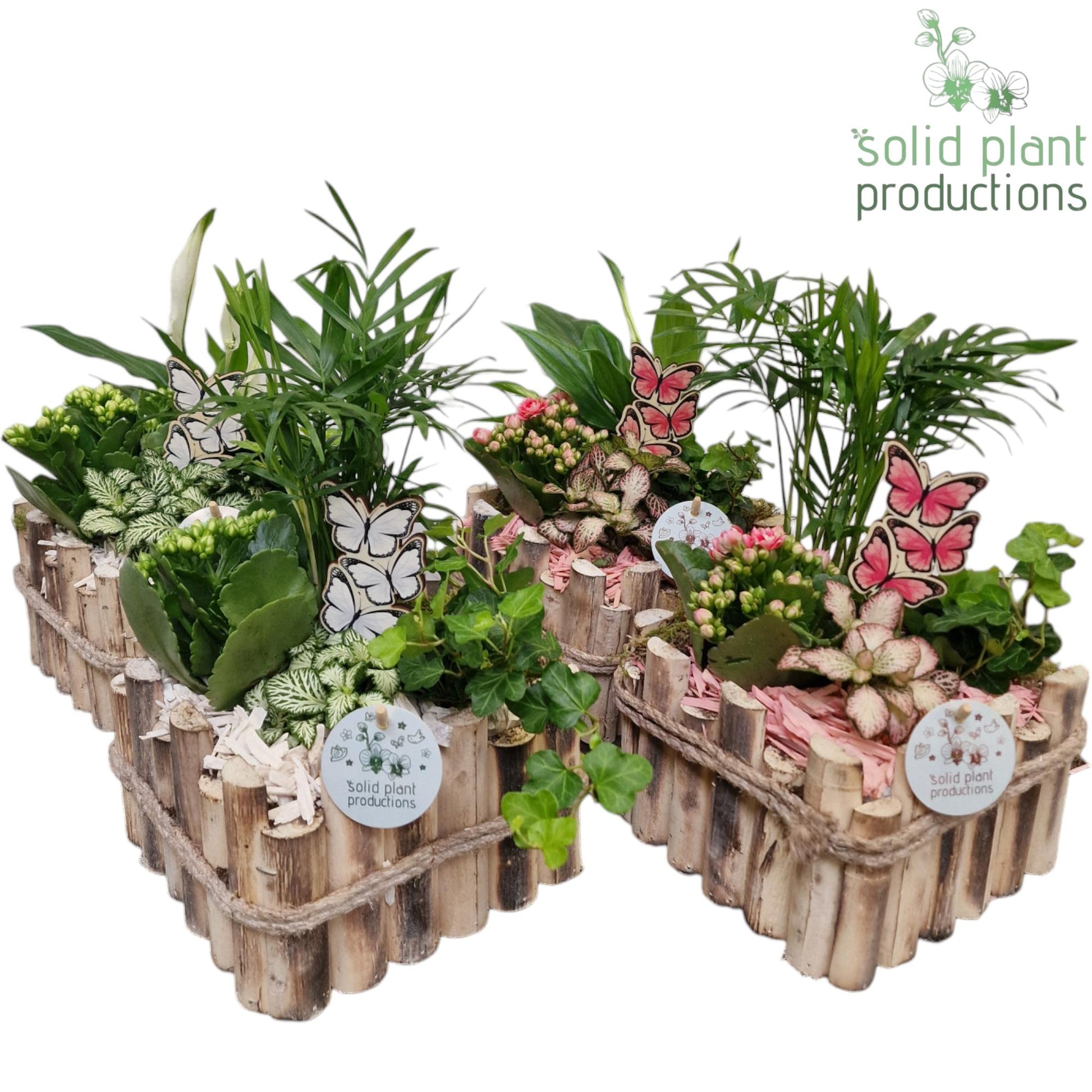 Solid Plant Productions HSC004 Verona Small White/Pink Mix Pack of 4