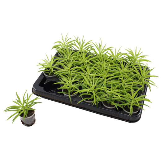 Peperomia Happy Bean 12cm 6cm Pot