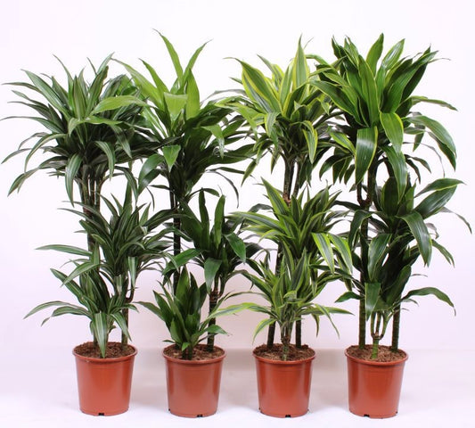 Dracaena fragrans mix 110cm 21cm Pot
