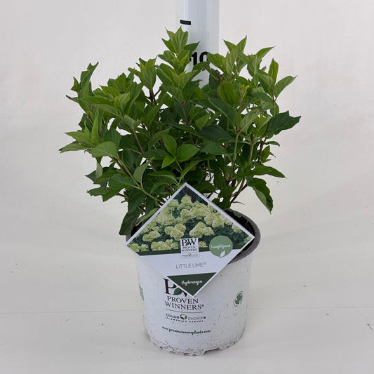 Hydrangea pan. Little lime 25cm 19cm Pot