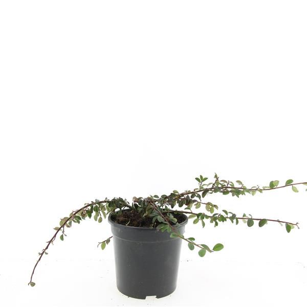 Cotoneaster dam. Mooncreeper 10cm 14cm Pot