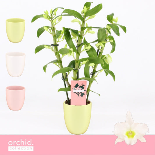 Dendrobium Apollon 40cm 12cm Pot