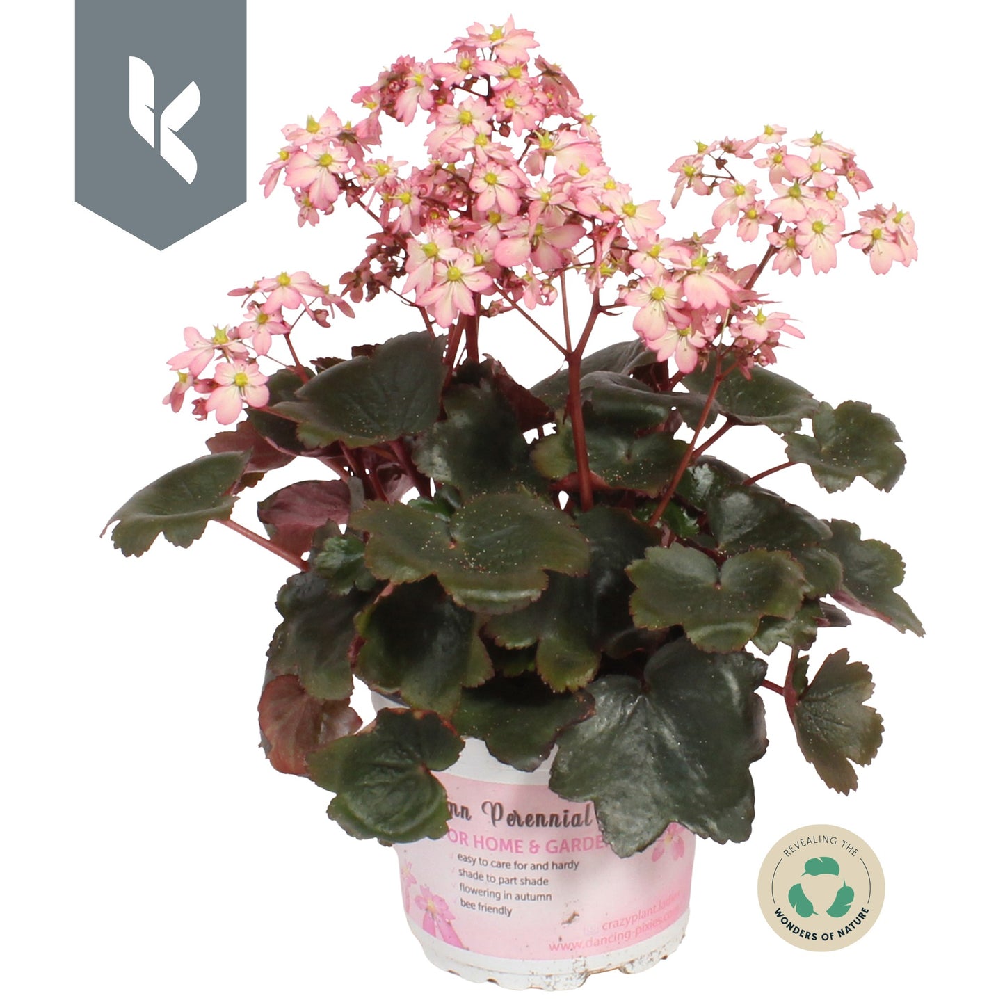 Saxifraga Dancing Pixies Tilda 25cm 12cm Pot