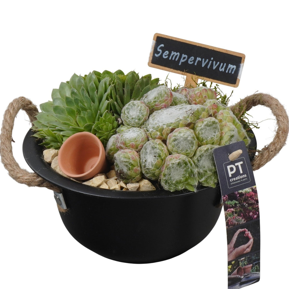 arr. Sempervivum 16cm 18cm Pot