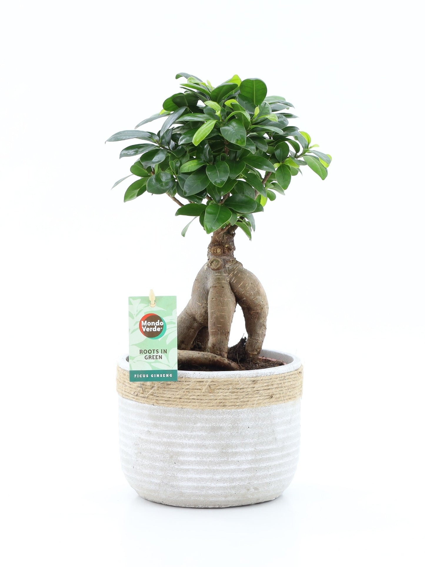 Ficus Ginseng 40cm 17cm Pot