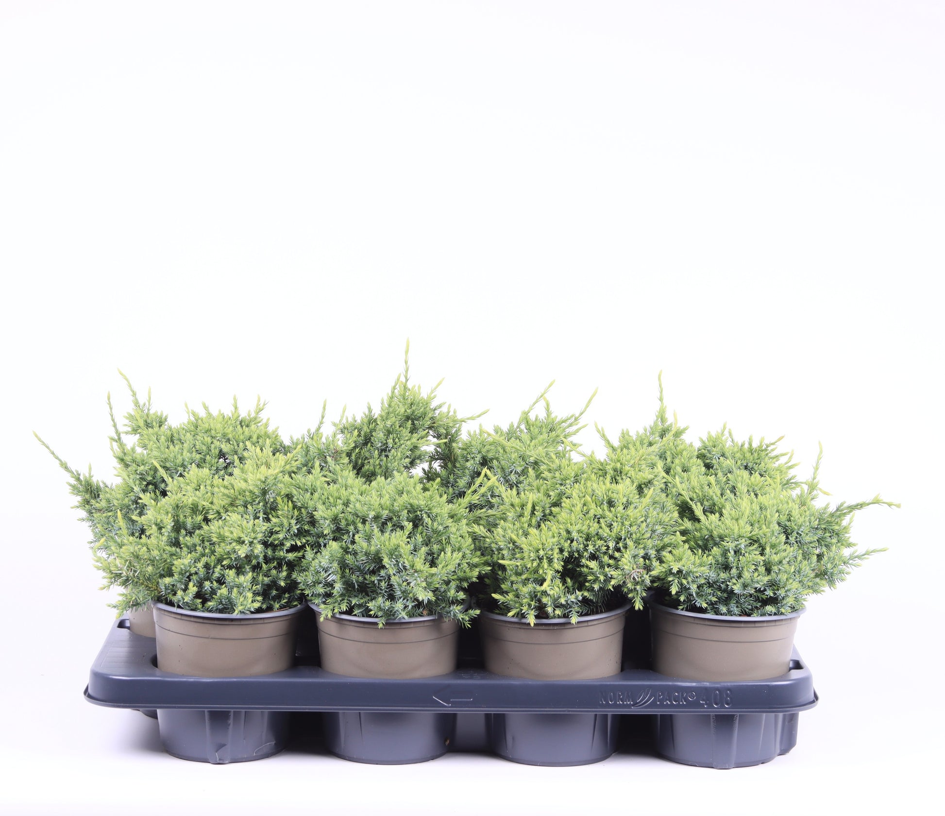 Juniperus Holger 20cm 13cm Pot
