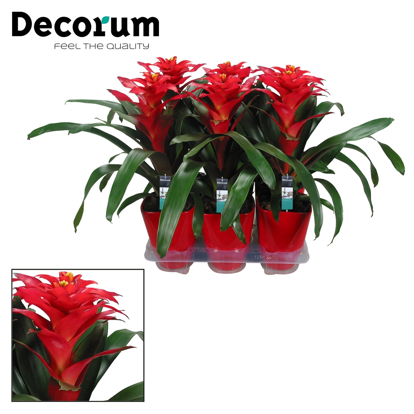 Guzmania Optima 45cm 14cm Pot