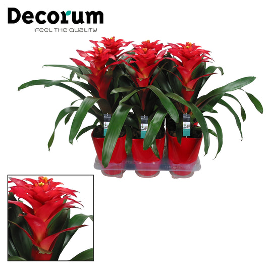 Guzmania Optima 45cm 14cm Pot