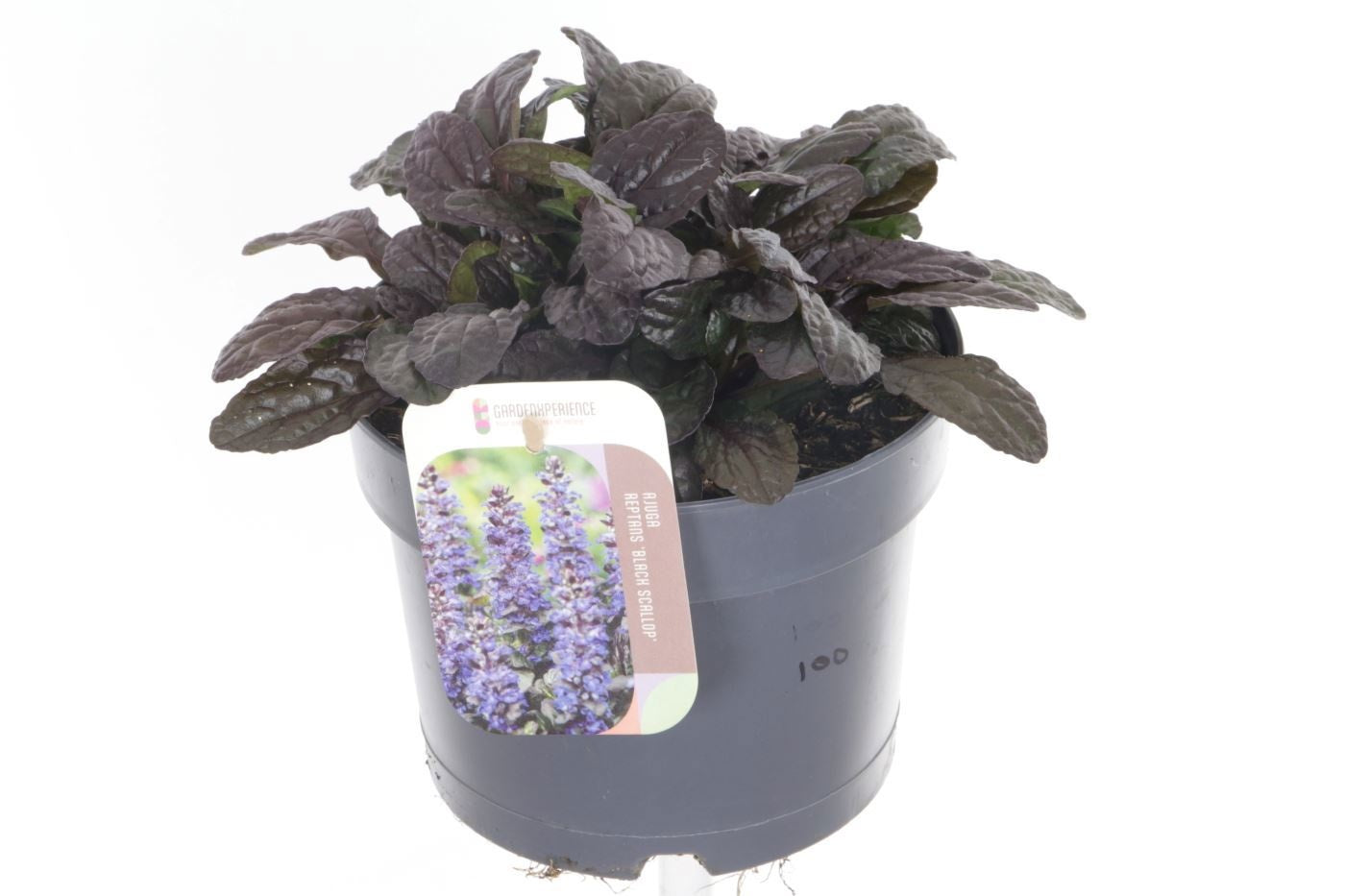 Noordpoel BV, Kw. de Ajuga reptans Pack of 6