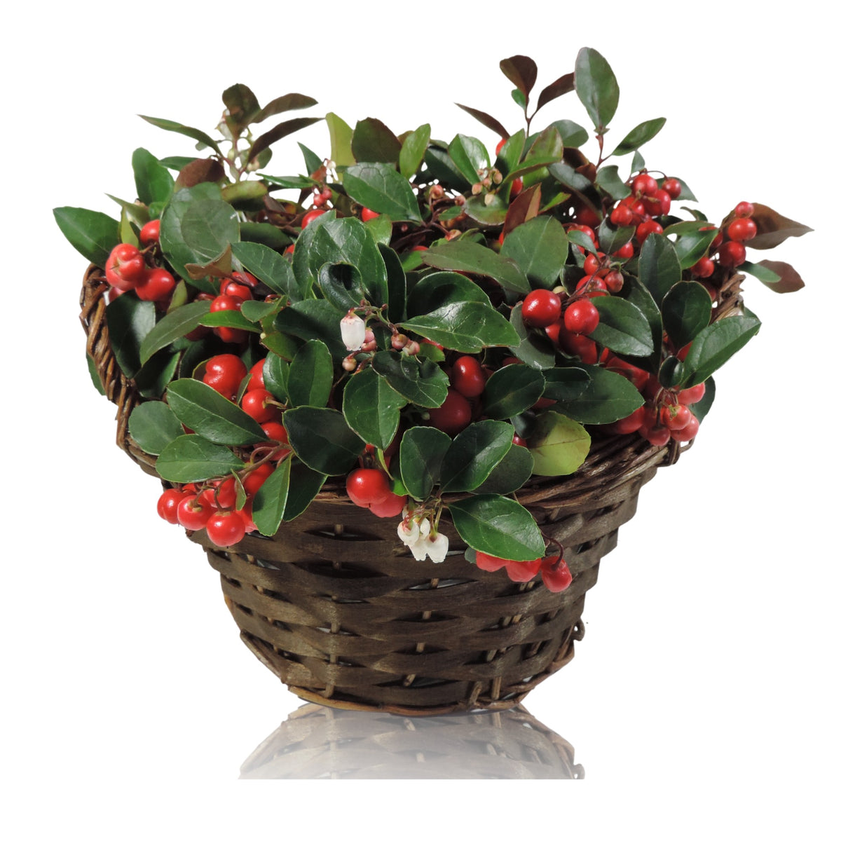 Gaultheria procumbens Big Berry 20cm 22cm Pot