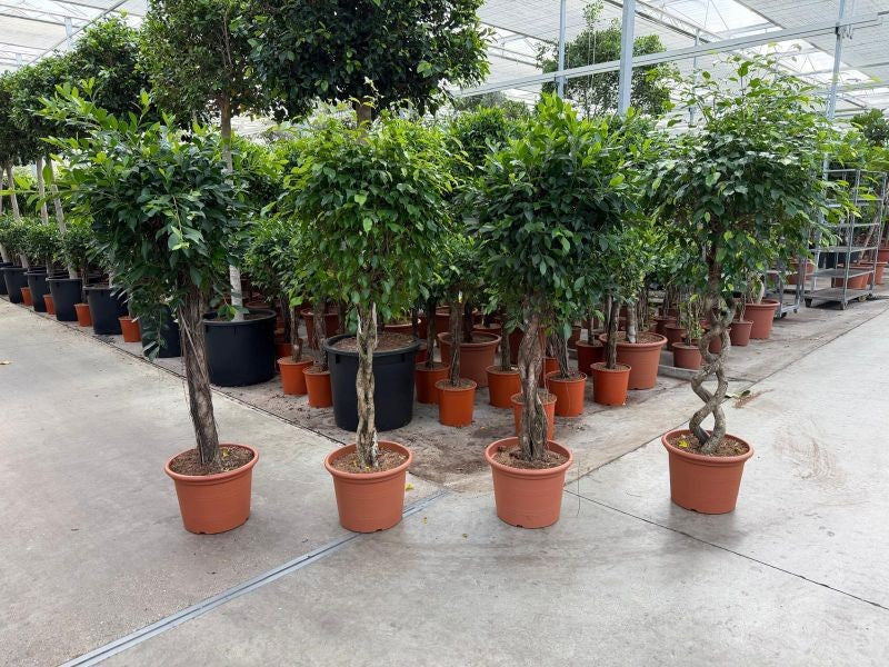 Ficus mix 180cm 40cm Pot