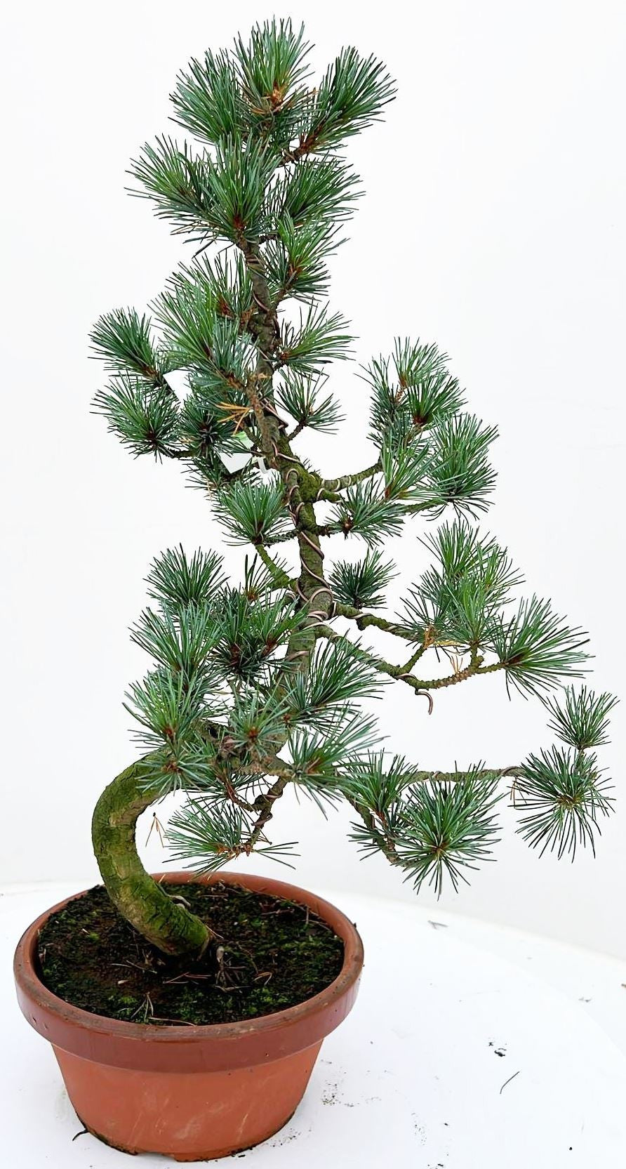 Bonsai Metasequoia Forest 55cm 18cm Pot