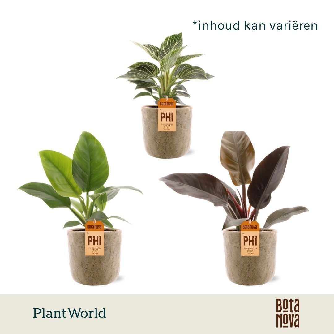 Philodendron scandens 40cm 12cm Pot