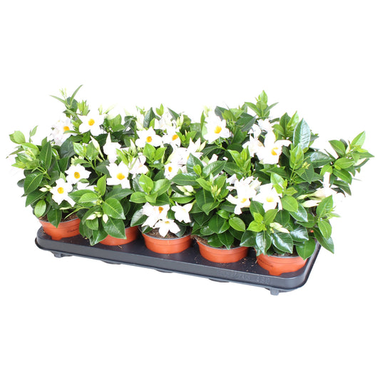 Mandevilla Rio White 20cm 12cm Pot