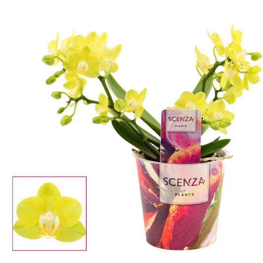 Phalaenopsis yellow 30cm 12cm Pot